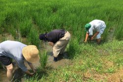 「記念米作り」草抜き作業